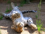 Leopardo tumbado panza arriba