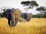 Familia de elefantes caminando por la sabana