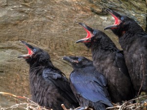 Cuervos hambrientos en el nido