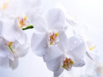 Gotas de agua sobre las orquídeas blancas
