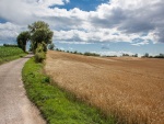 Camino a lo largo de un campo sembrado con trigo