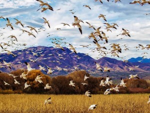 Una bandada de gansos volando sobre el campo
