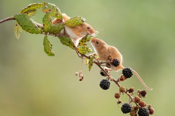 Dos ratones en la rama de una zarzamora