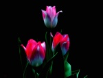 Tres tulipanes con sus hojas sobre un fondo negro