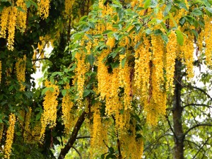 Espléndidas glicinas color amarillo colgando de la planta