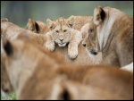 Cachorro de león entre un grupo de leonas