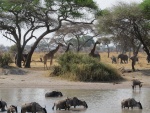Animales africanos viviendo libres en su hábitat