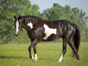 Un hermoso caballo negro con manchas blancas
