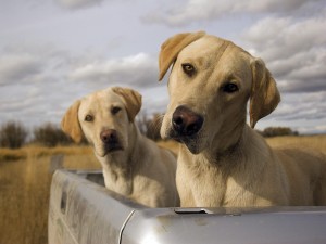 Dos perros en una camioneta