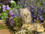 Gatito entre las flores de un jardín