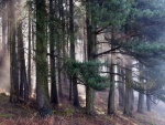Niebla en un bosque de pinos