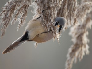 Pájaro sujeto a una rama