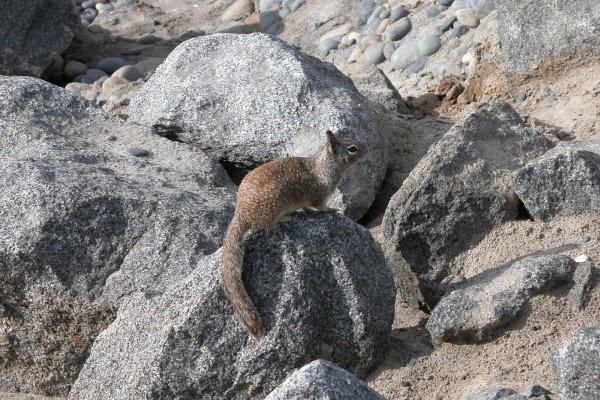 Ardilla sobre unas rocas