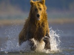 Un oso corriendo sobre el agua