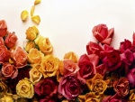 Maravillosas rosas en varios colores