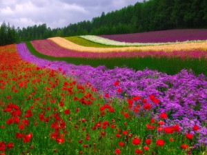 Flores dando color al campo