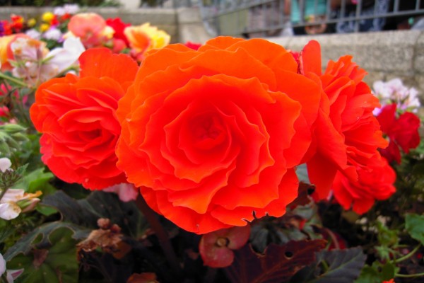 Hermosas flores de color naranja