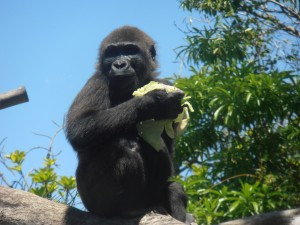 Pequeño gorila comiendo lechuga