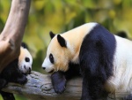 Osa panda observando a su pequeño