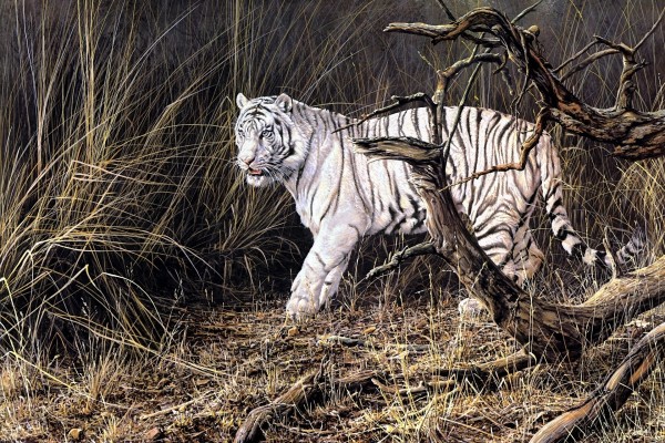 Un bonito tigre blanco caminando entre las plantas