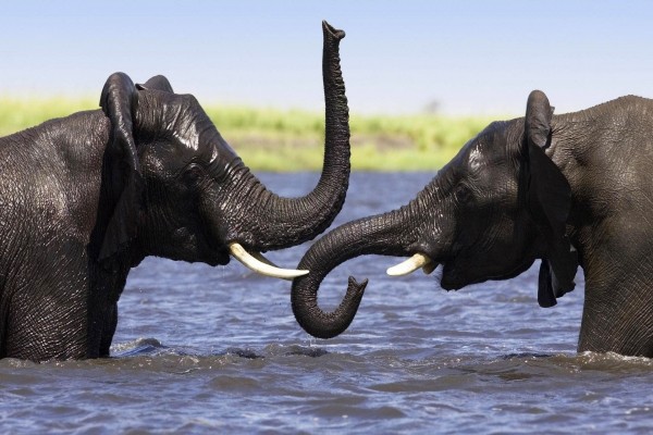 Dos elefantes en el agua