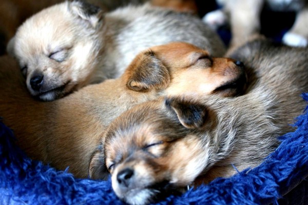 Tres perritos que duermen juntos