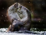 Dos nutrias peleando en el agua