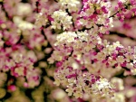 Pequeñas flores blancas y fucsias en las ramas de un árbol