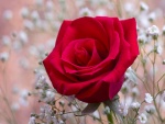 Florecillas blancas alrededor de una rosa roja