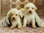 Dos cachorros bajo una alfombra