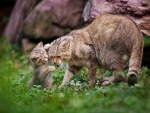 Gatito jugando con su madre