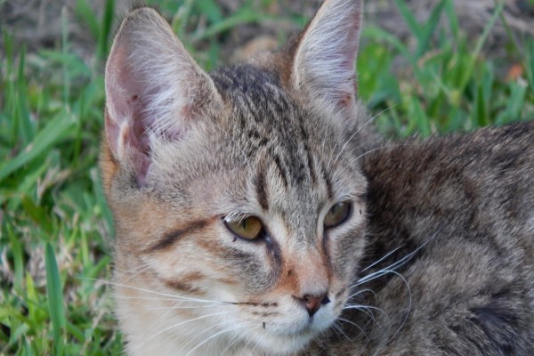 Gato en la naturaleza