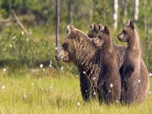 Postal: Familia de osos pardo