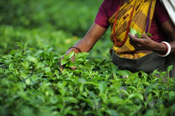 Mujer recogiendo hojas de té
