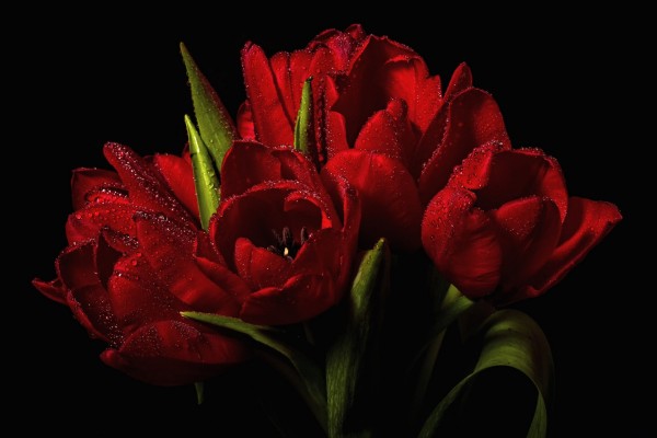 Ramo de tulipanes rojos con gotas de agua