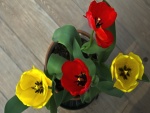 Tulipanes rojos y amarillos en una maceta