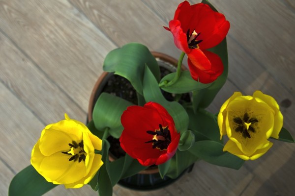 Tulipanes rojos y amarillos en una maceta