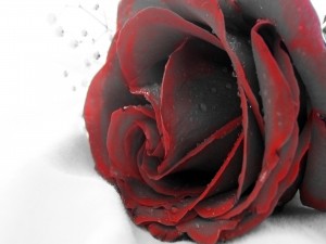 Rosa con ribetes rojos y gotas de rocío