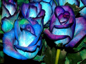Hermosas rosas con pétalos azules y púrpuras