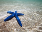 Estrella de mar azul posada en la arena bajo el agua