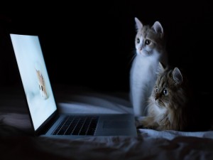 Dos gatos mirando fondos de gatos en el ordenador
