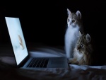 Dos gatos mirando fondos de gatos en el ordenador