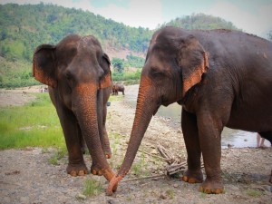 Elefantes asiáticos en la orilla de un río
