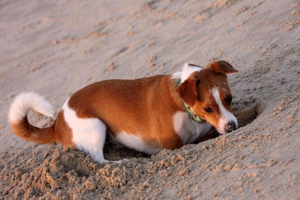 Perro cavando un hoyo en la arena