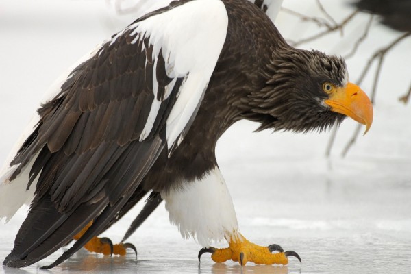 Un águila caminando sobre el hielo