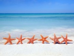 Estrellas de mar sobre la arena de una playa