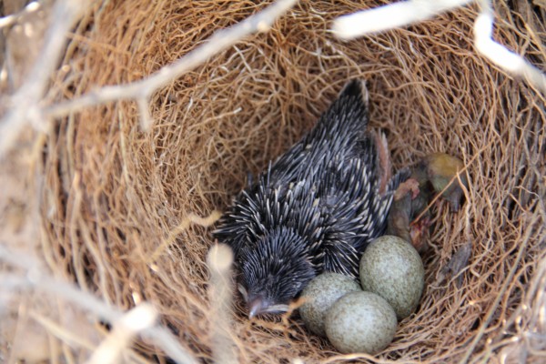 Pájaro y huevos en un nido