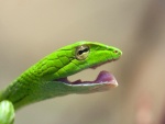 Serpiente verde con la boca abierta