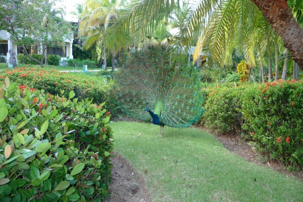 Pavo real en un jardín