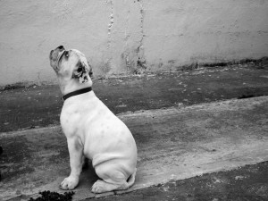 Imagen de un perro en blanco y negro